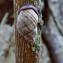Life in the drought - Pink Snail